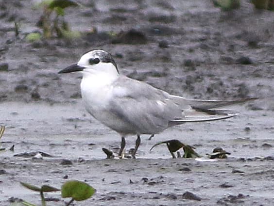 Whiskered Tern