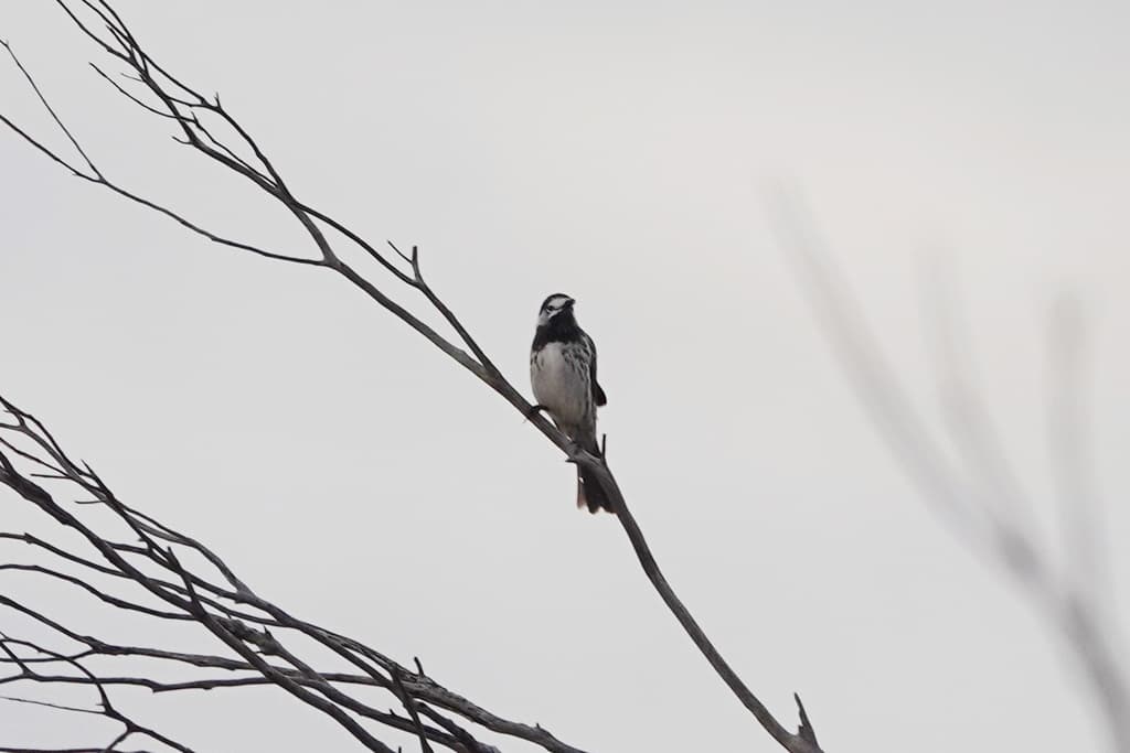 White-fronted Honeyeater