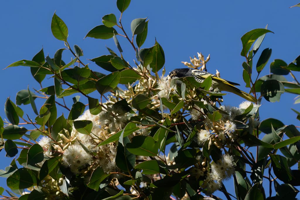 Regent Honeyeater