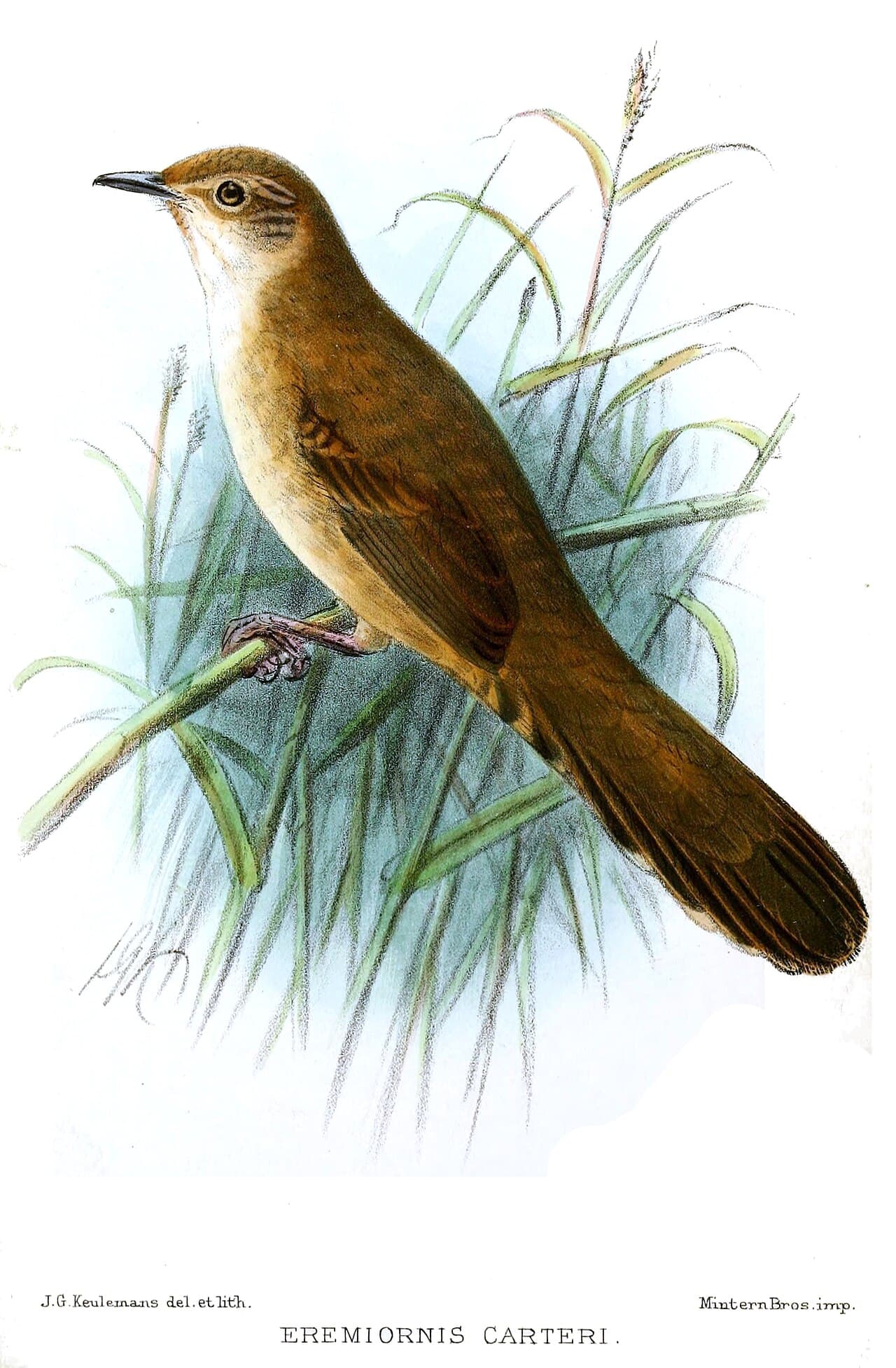 Spinifexbird
