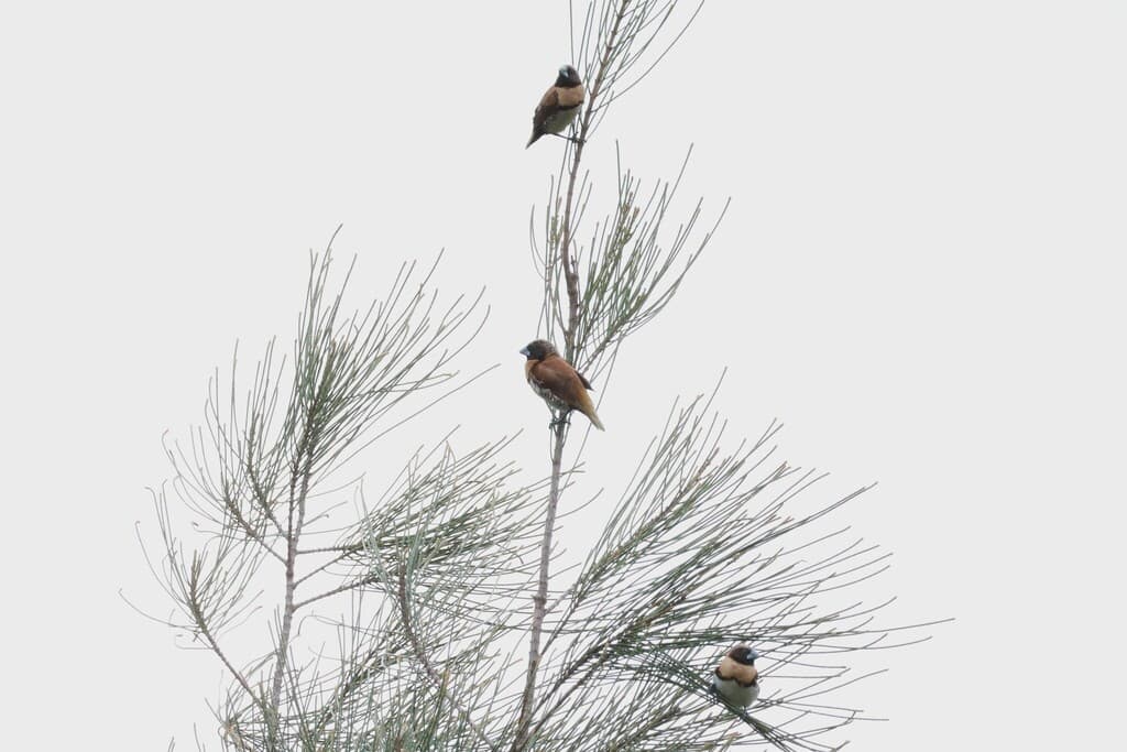 Chestnut-breasted Mannikin