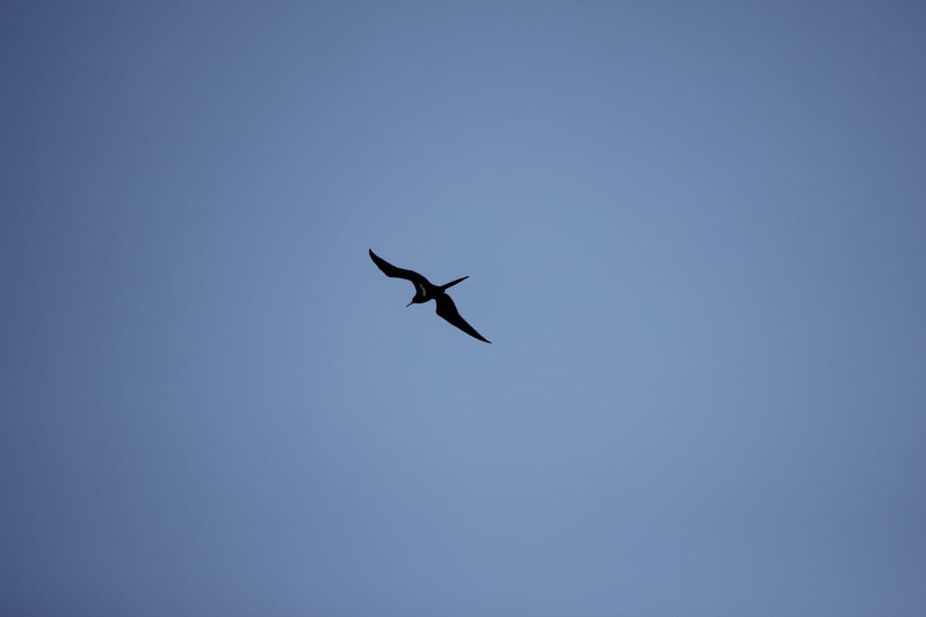 Lesser Frigatebird