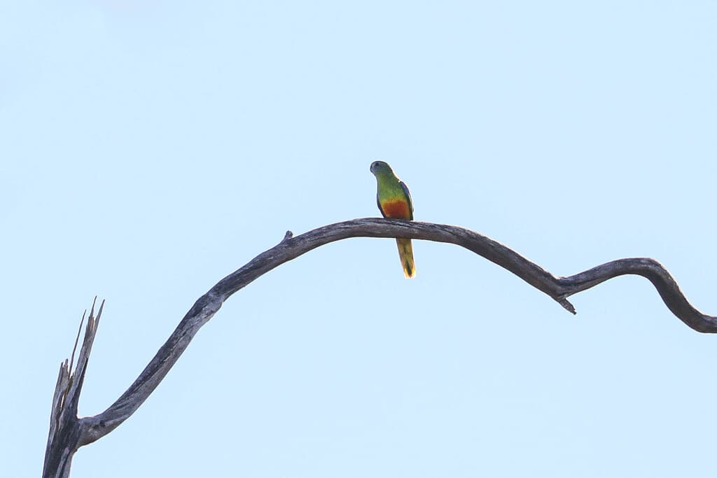 Turquoise Parrot