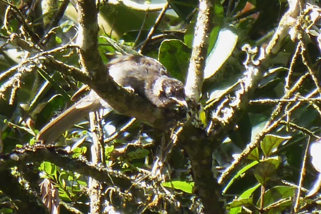 Bridled Honeyeater