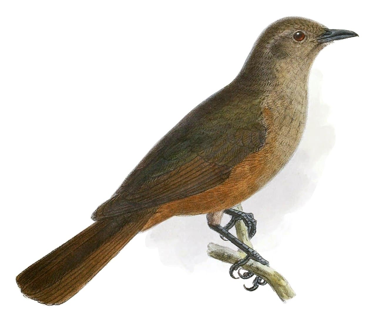 Sandstone Shrikethrush