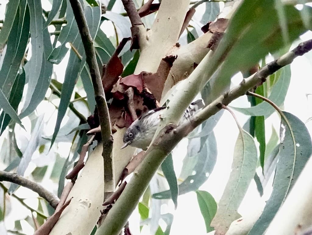 Varied Sittella