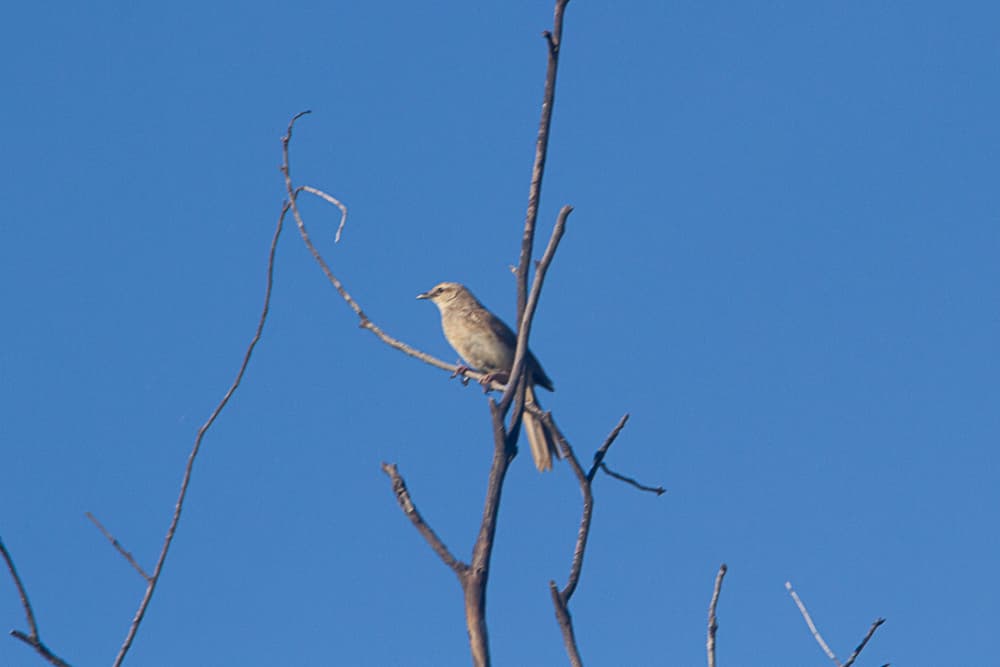Rufous Songlark