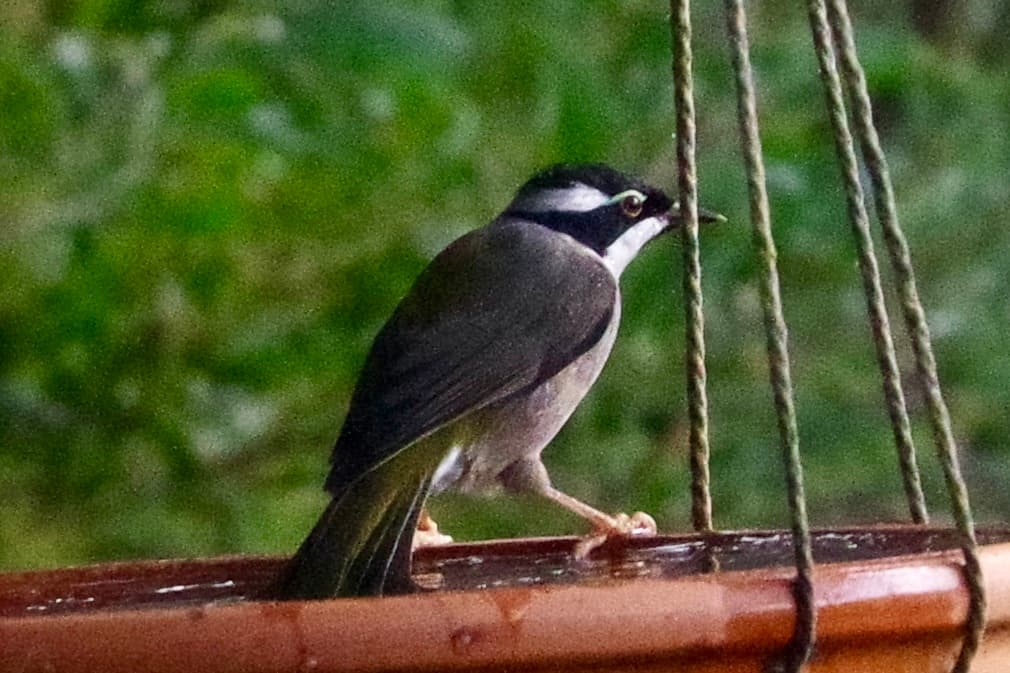 Strong-billed Honeyeater