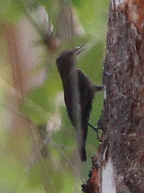 Black-tailed Treecreeper