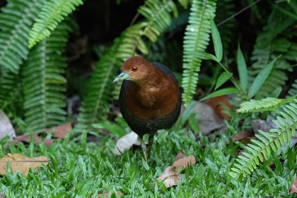 Red-necked Crake