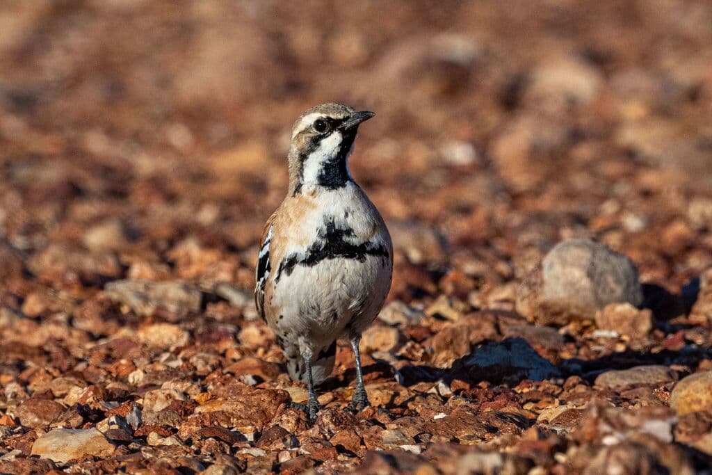 Cinnamon Quail-thrush