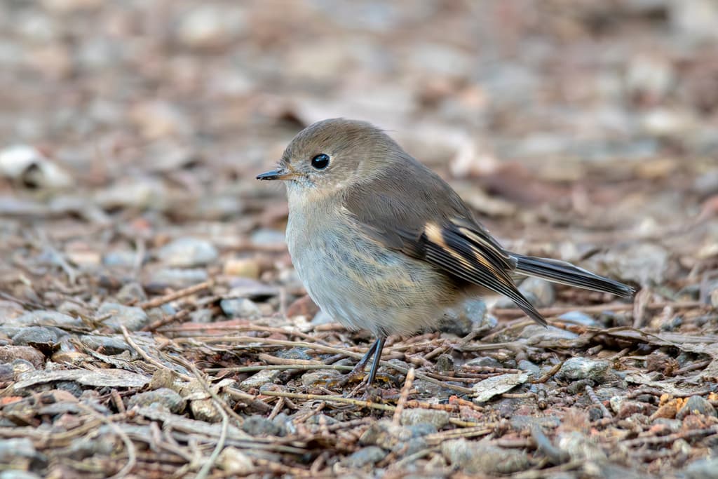 Pink Robin