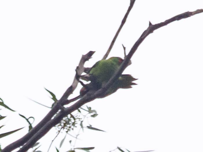 Little Lorikeet