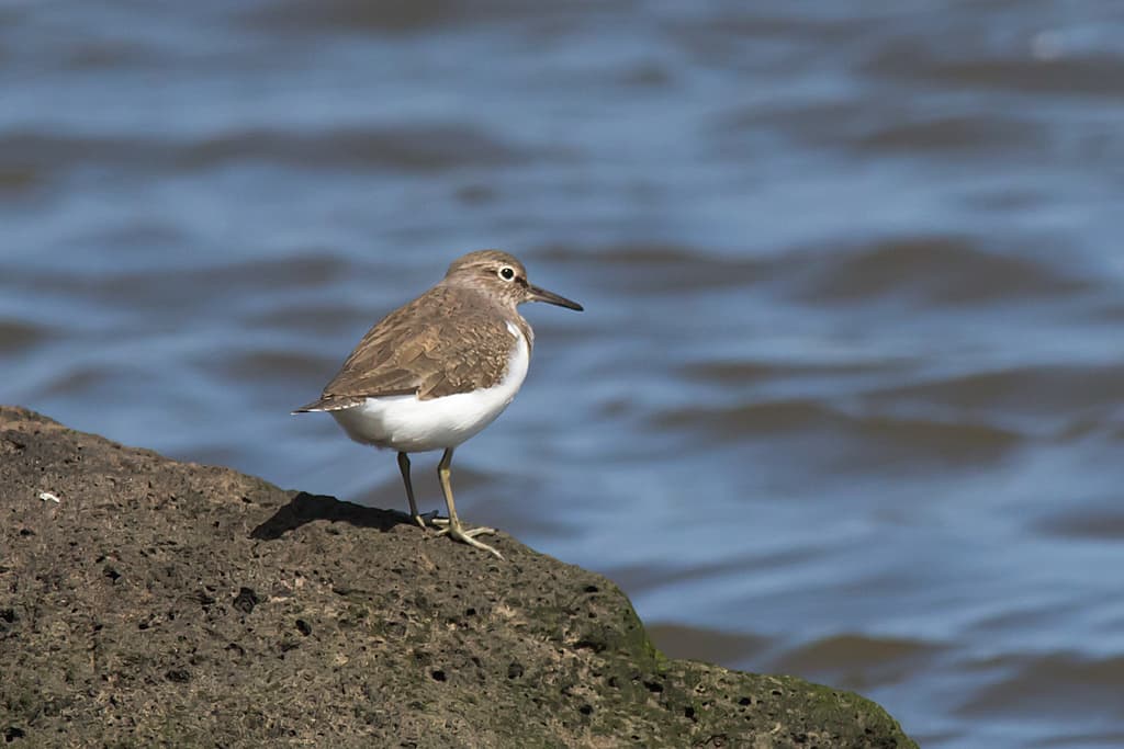 Common Sandpiper