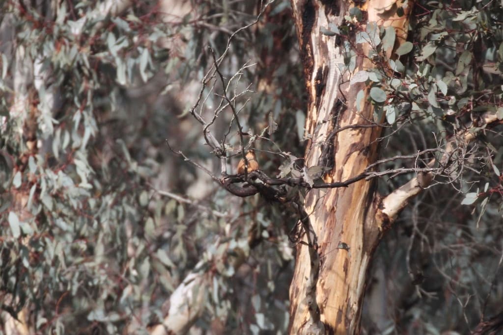 Rufous Treecreeper