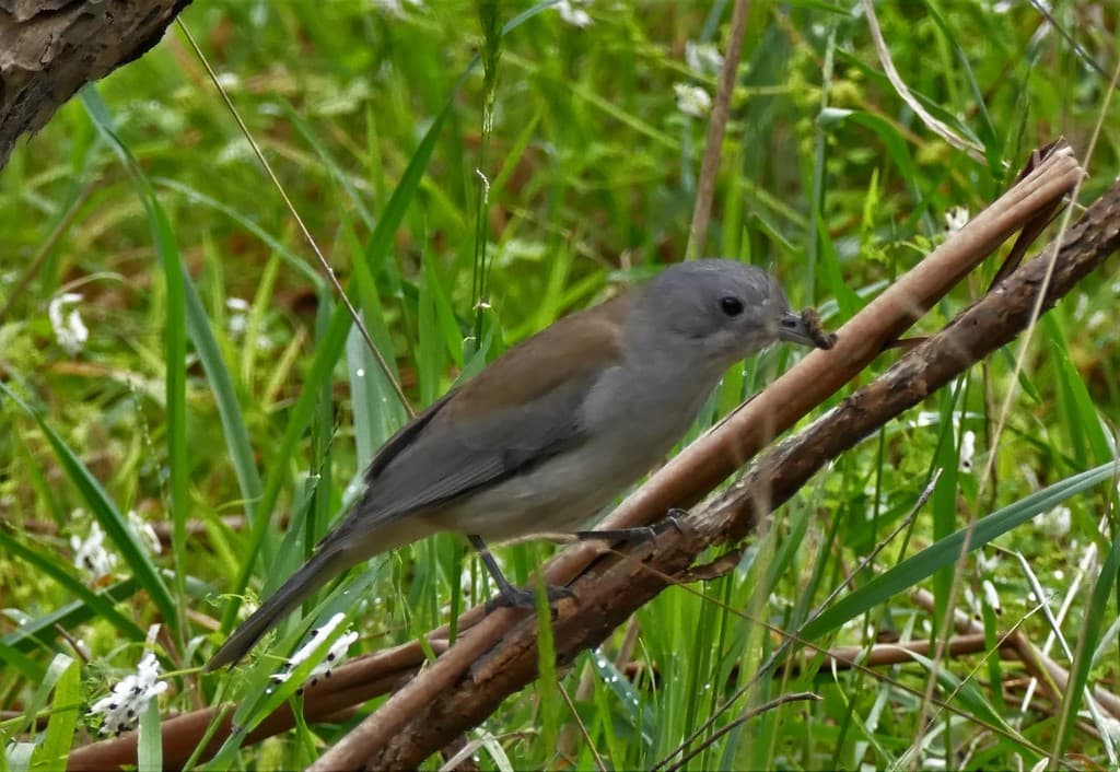 Grey Shrikethrush
