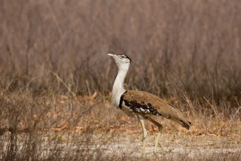 Australian Bustard