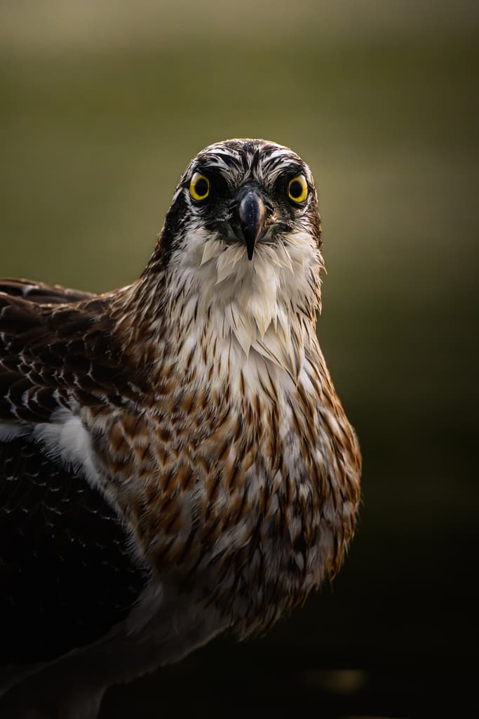 Eastern Osprey