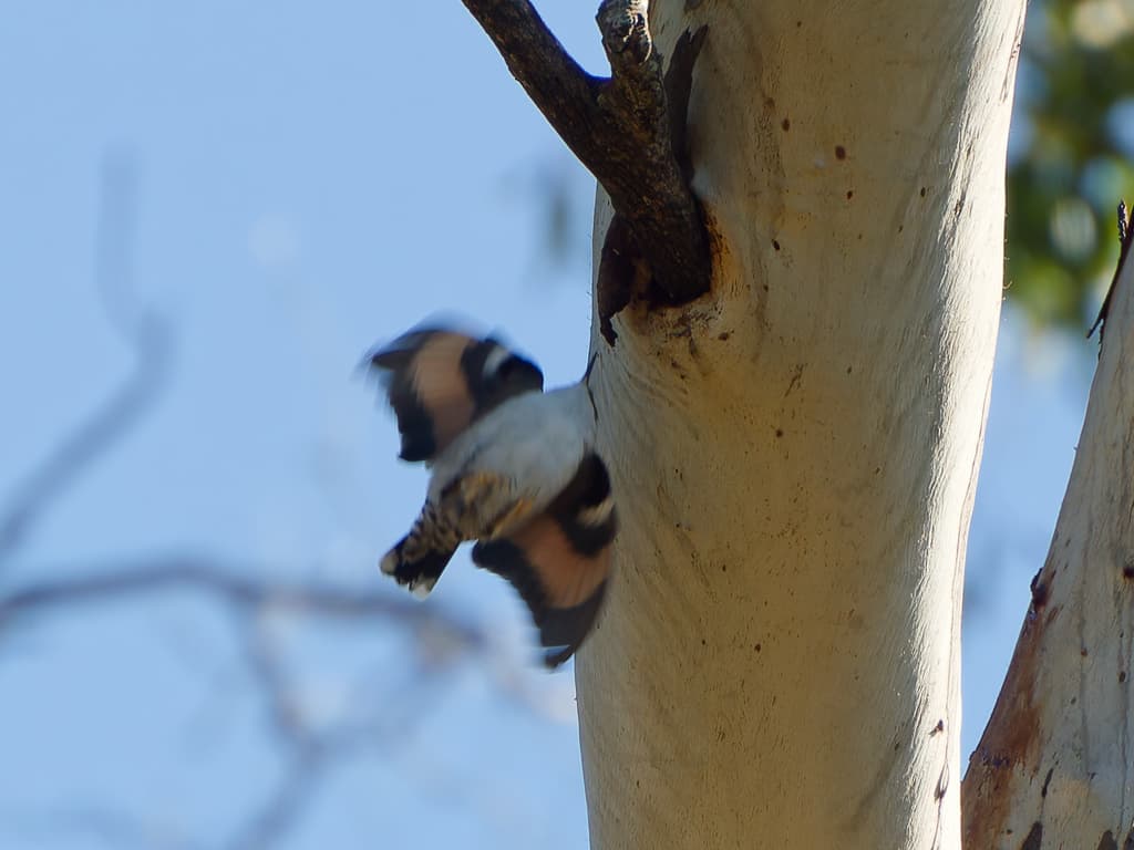 Varied Sittella