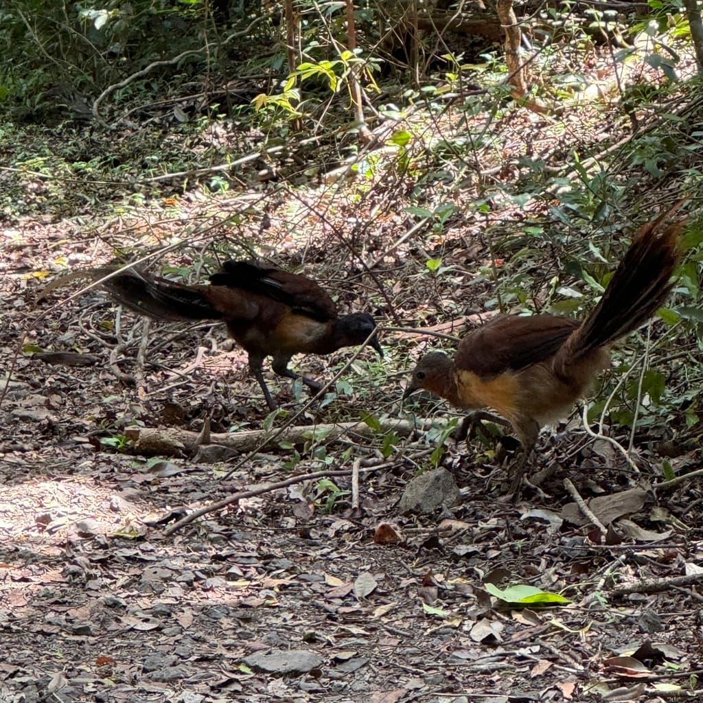 Albert's Lyrebird