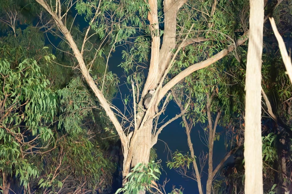 Greater Sooty Owl