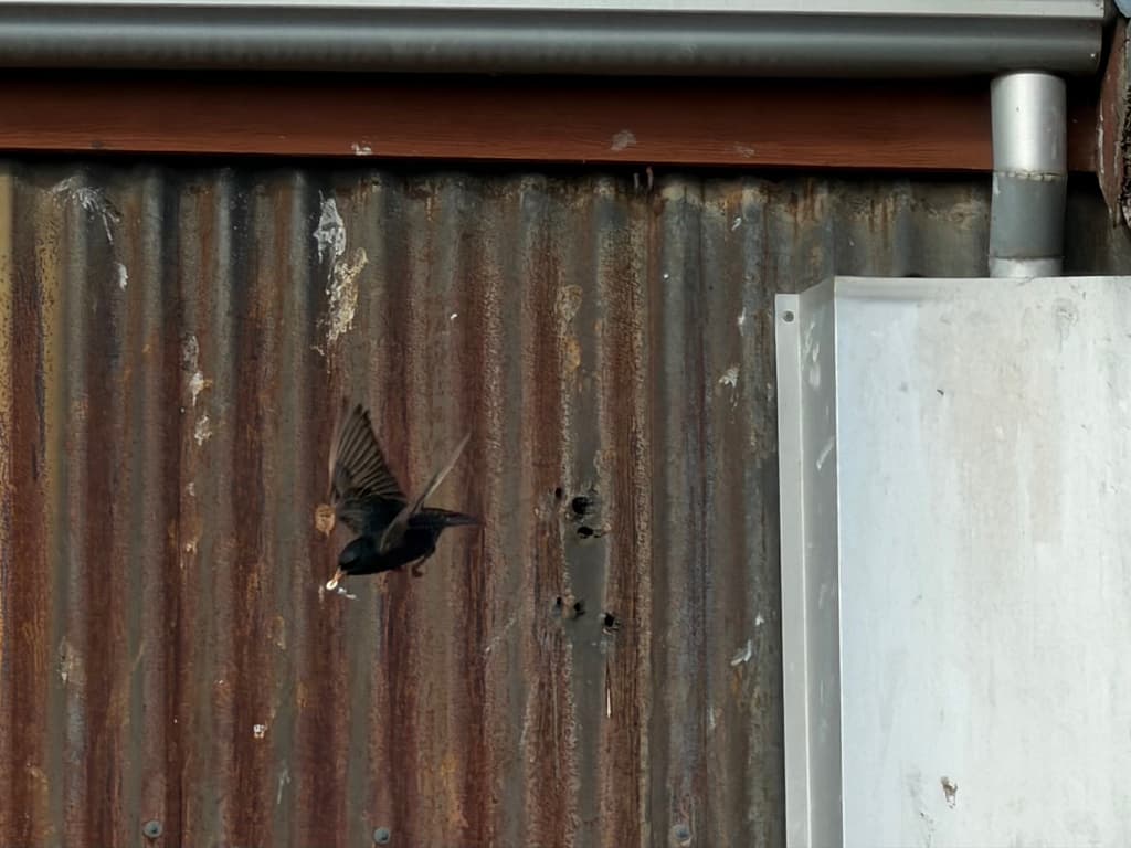 Common Starling