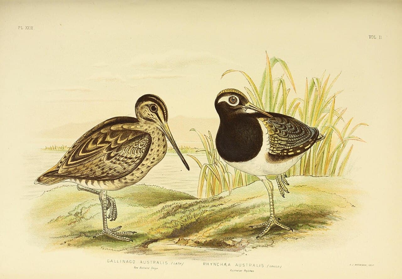 Australian Painted-snipe