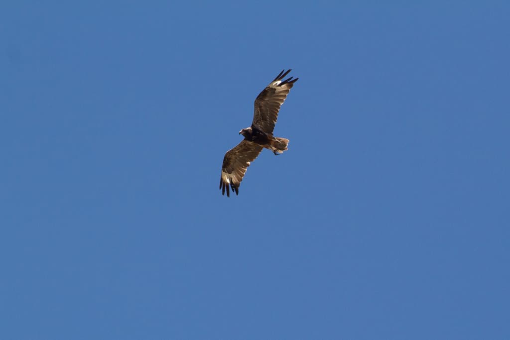Black-breasted Buzzard