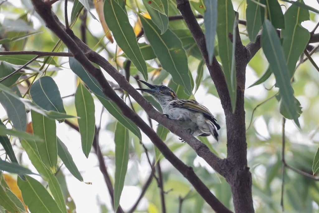 White-streaked Honeyeater