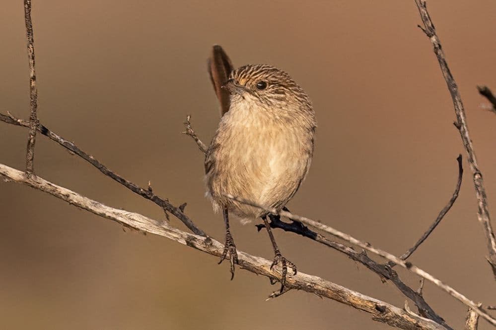Thick-billed Grasswren