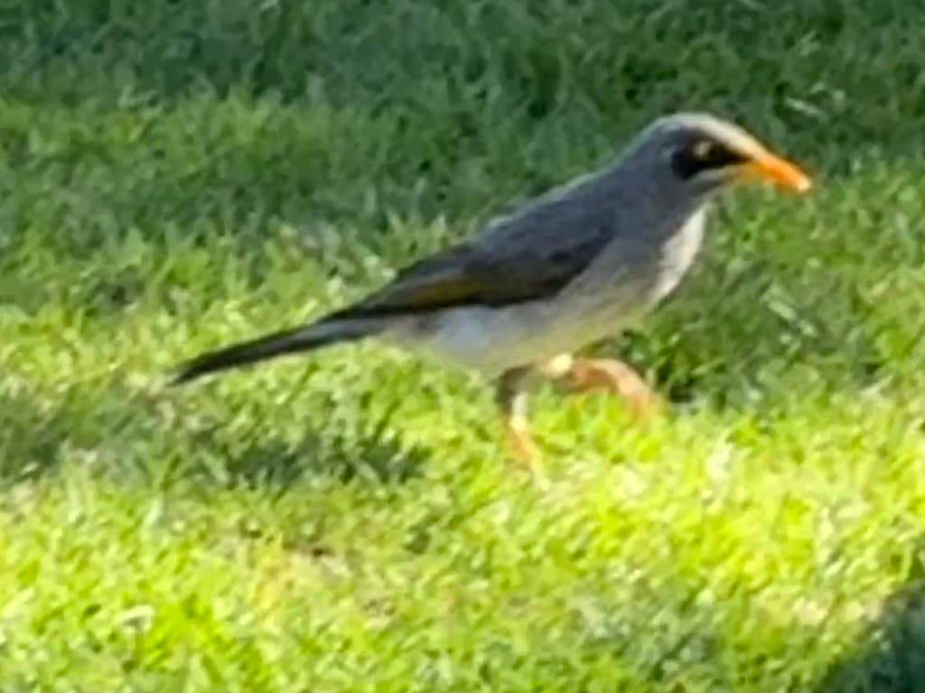 Yellow-throated Miner