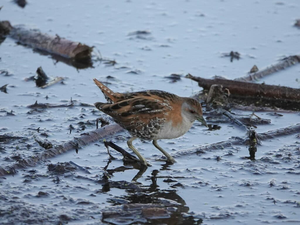Baillon's Crake
