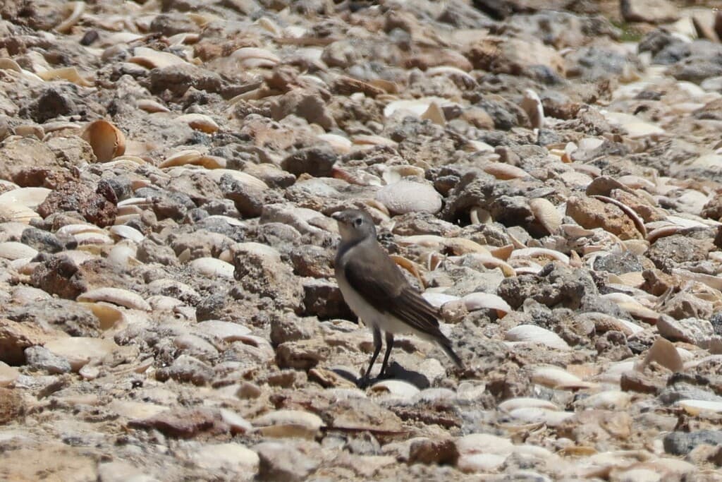 White-fronted Chat