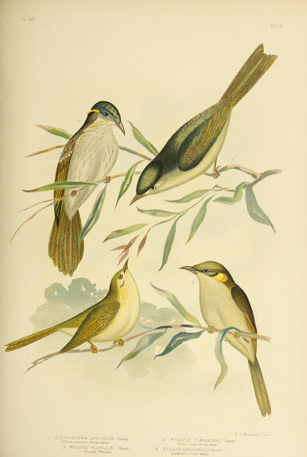 Yellow-tinted Honeyeater