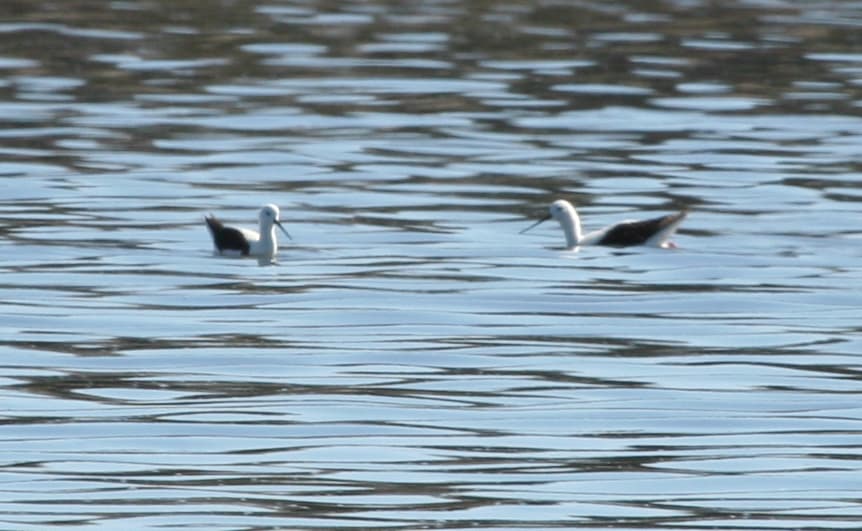 Banded Stilt