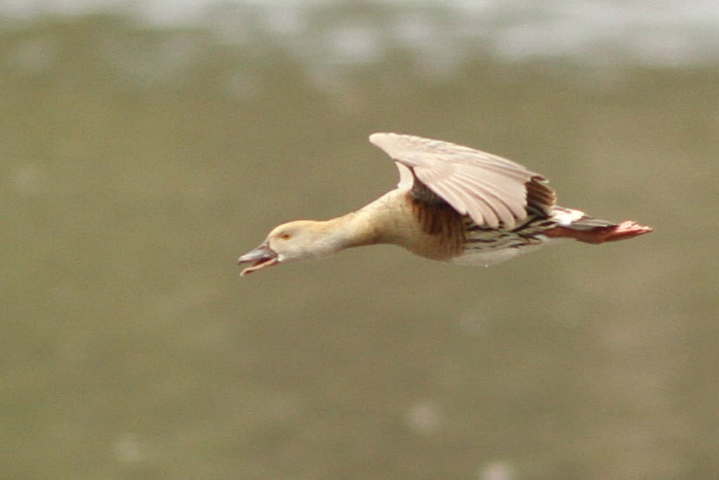 Plumed Whistling Duck