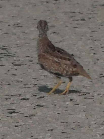 Chestnut-backed Buttonquail