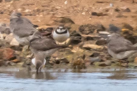 Semipalmated Plover