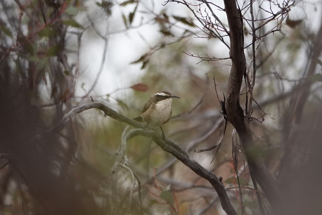 White-browed Babbler