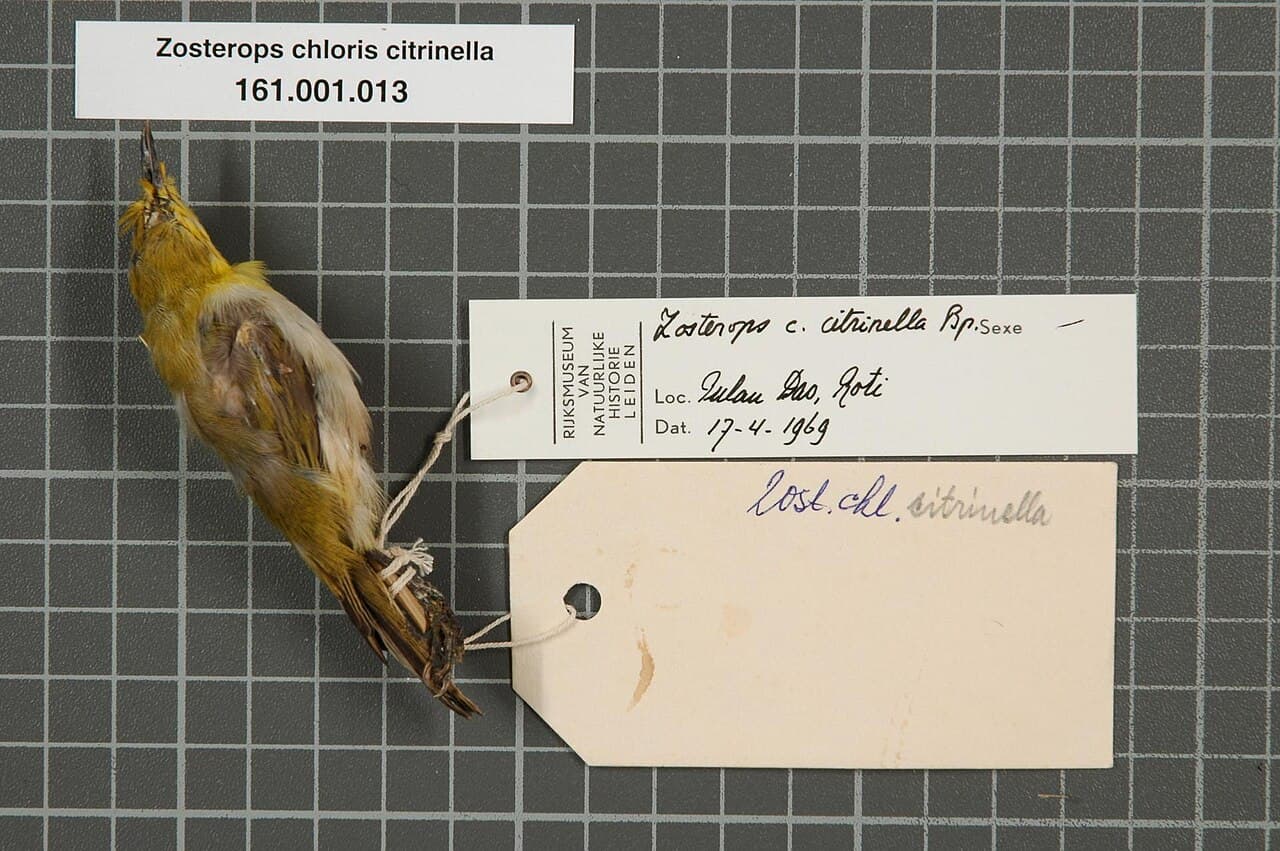 Ashy-bellied White-eye