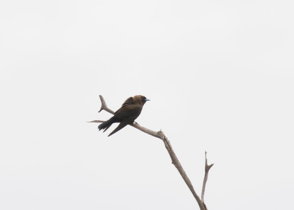 Little Woodswallow