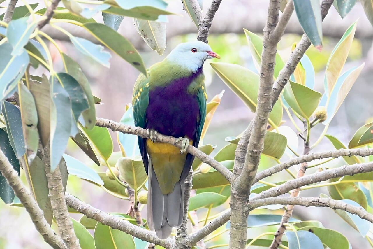 Wompoo Fruit Dove