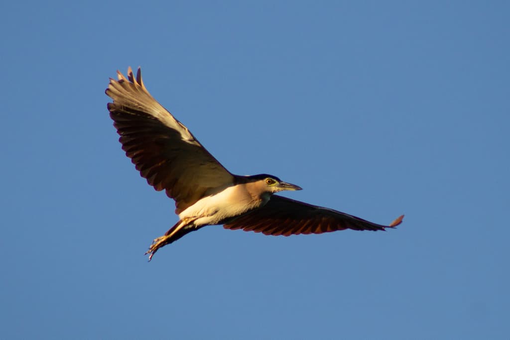 Nankeen Night Heron