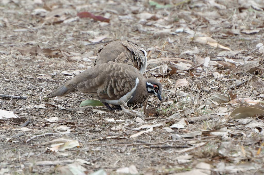 Squatter Pigeon