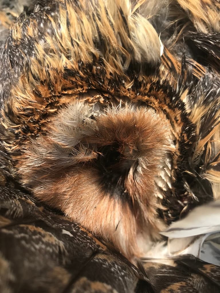 Australian Masked Owl