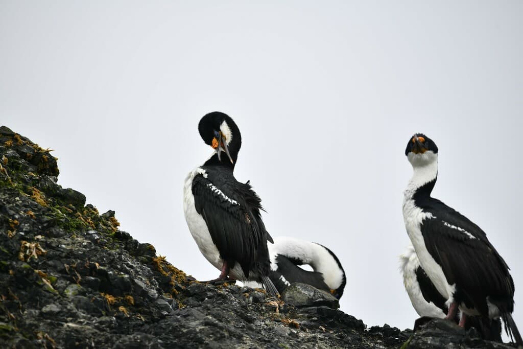 Macquarie Shag