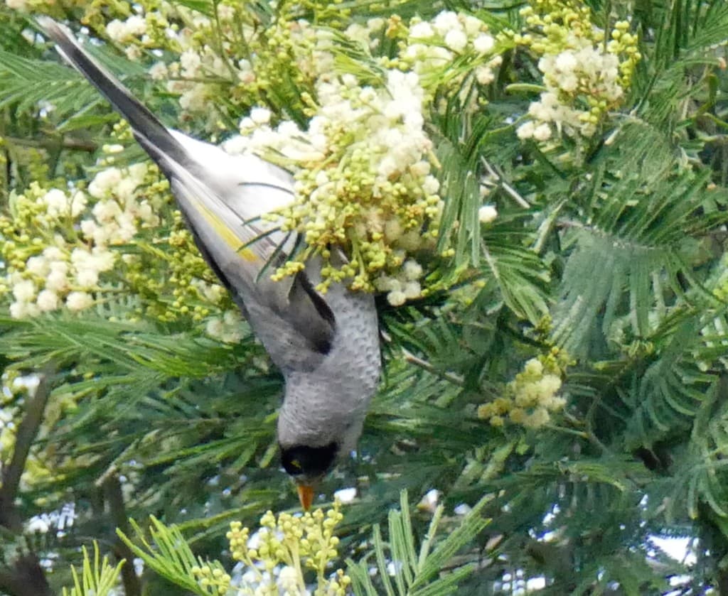 Noisy Miner