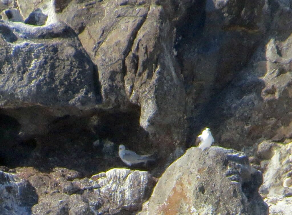 Grey Noddy