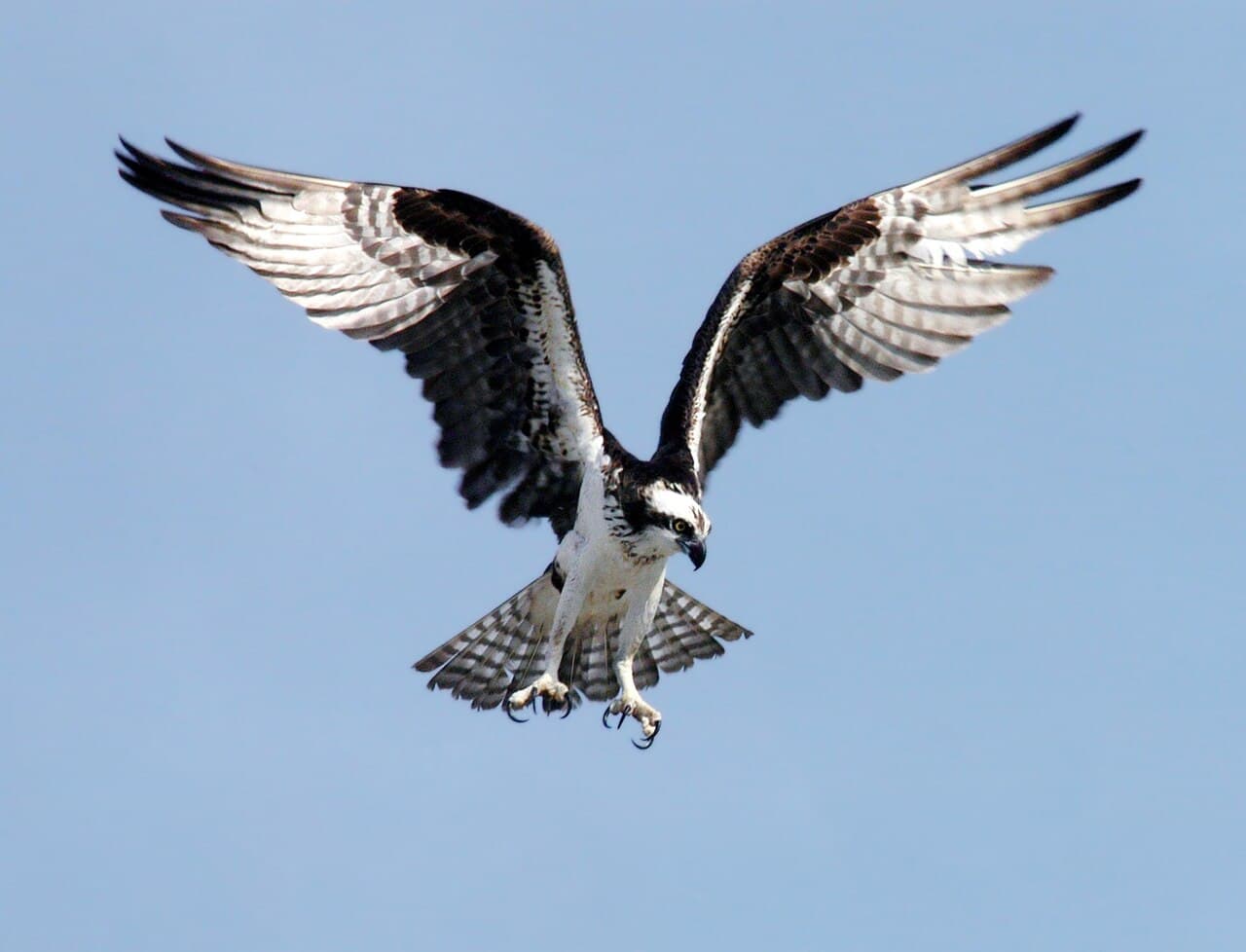 Eastern Osprey