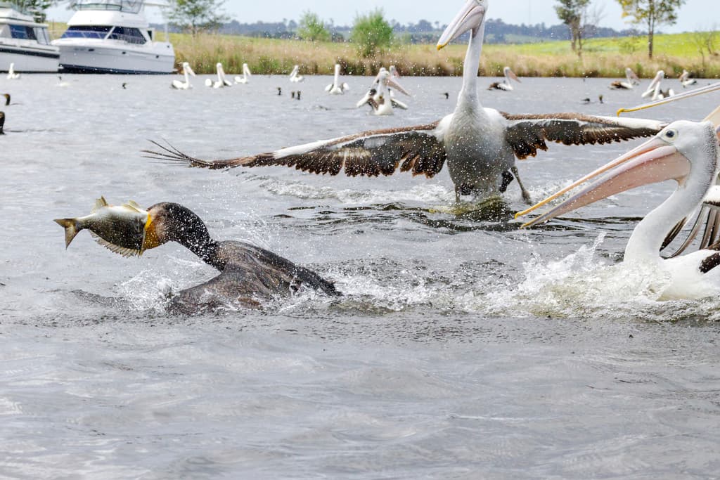 Australian Pelican